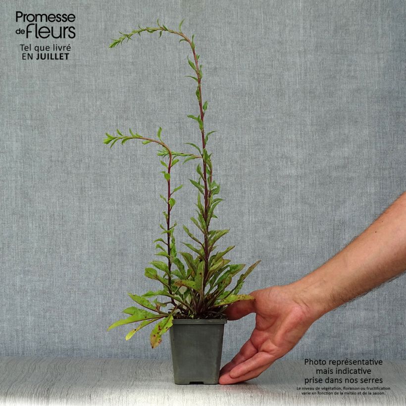 Exemplaar van Solidago virgaurea - Echte guldenroede Kweekpotje van 8/9 cm zoals geleverd in de zomer