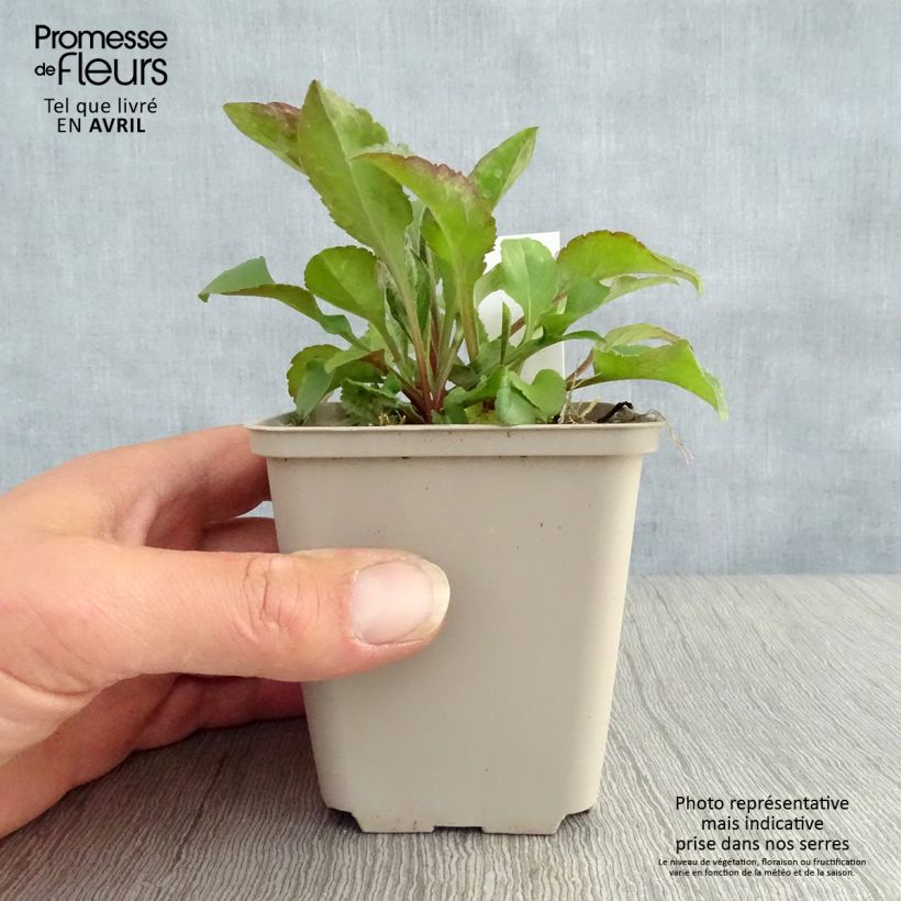 Exemplaar van Solidago virgaurea - Echte guldenroede Kweekpotje van 8/9 cm zoals geleverd in de lente