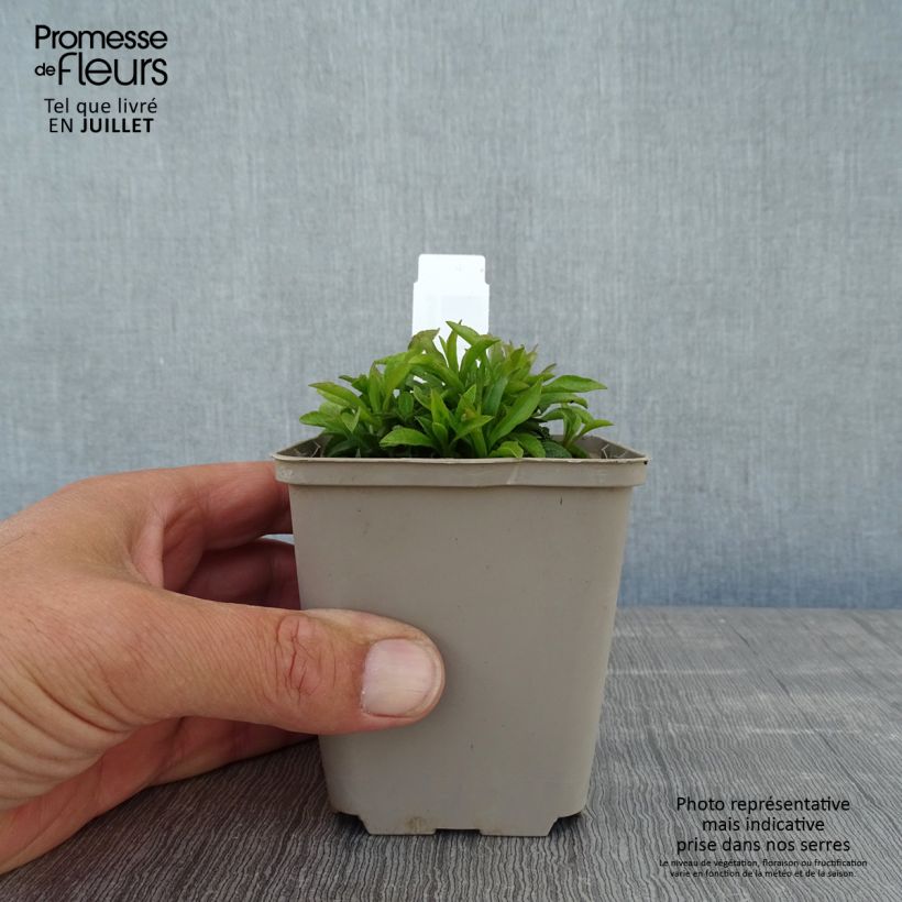 Exemplaar van Solidago virgaurea Minutissima - Guldenroede Kweekpotje van 8/9 cm zoals geleverd in de zomer