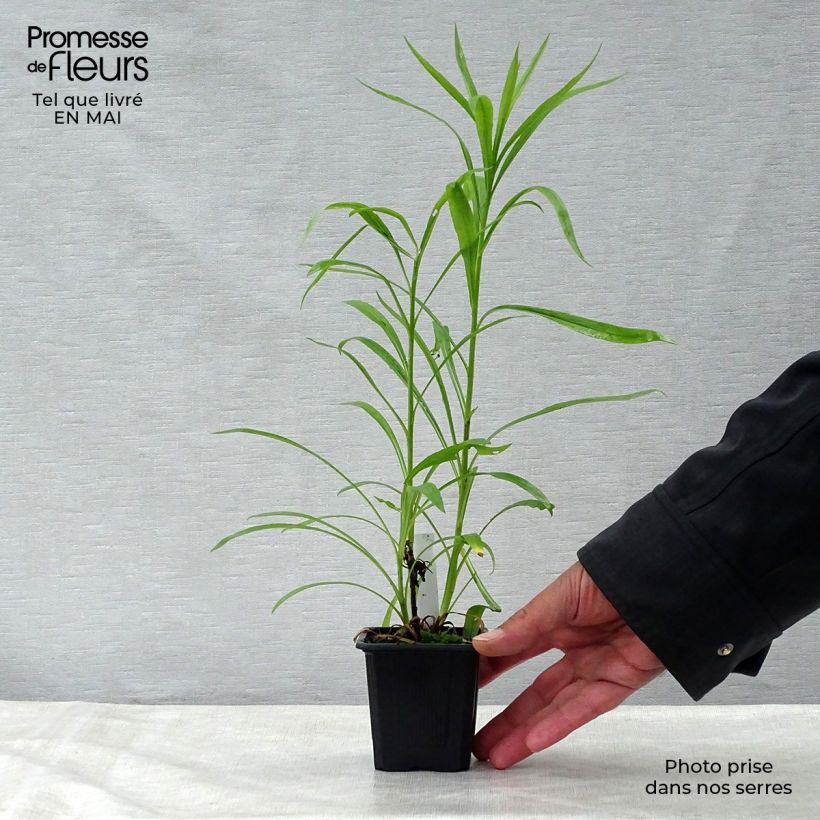 Exemplaar van Solidaster luteus Lemore - Guldenroede Kweekpotje van 8/9 cm zoals geleverd in de lente