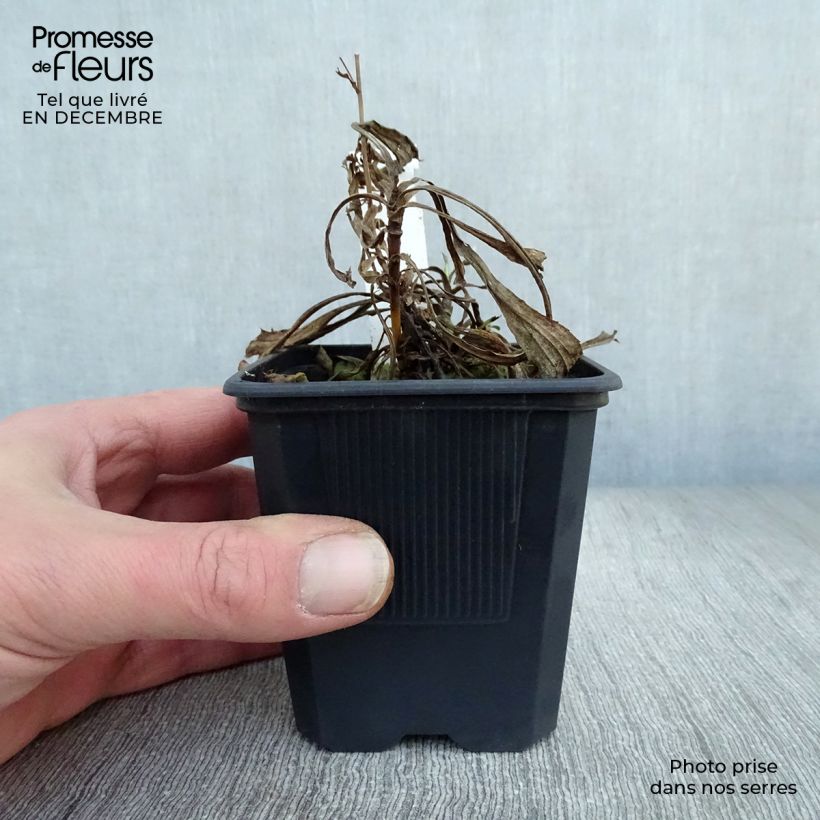 Example of Solidaster luteus Lemore Kweekpotje van 8/9 cm as you get in hiver