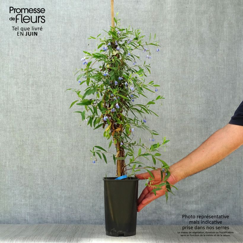 Exemplaar van Sollya heterophylla - blauwe klimplant Pot van 3 l/4 l zoals geleverd in de zomer