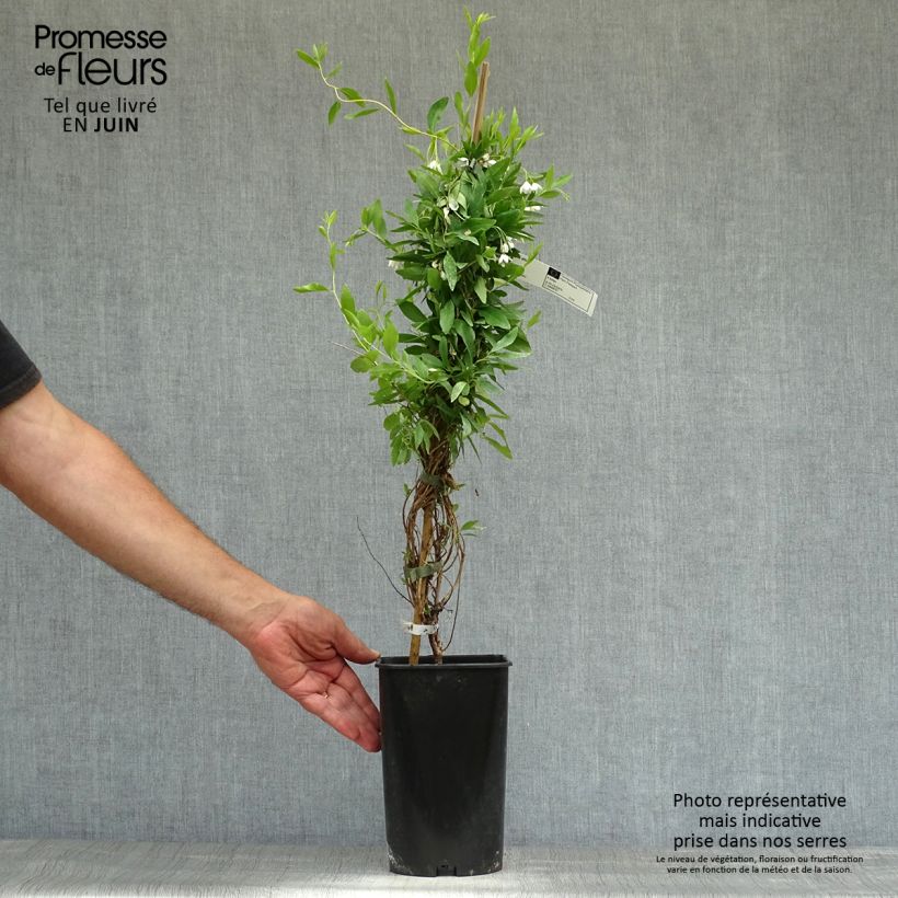 Exemplaar van Sollya heterophylla Alba Pot van 3 l/4 l zoals geleverd in de zomer