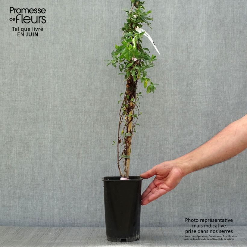 Exemplaar van Sollya heterophylla Rosea Pot van 3 l/4 l zoals geleverd in de zomer