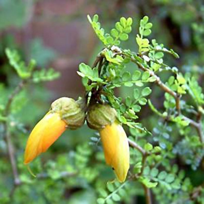 Sophora prostrata Little Baby - Dwerghoningboom (Flowering)
