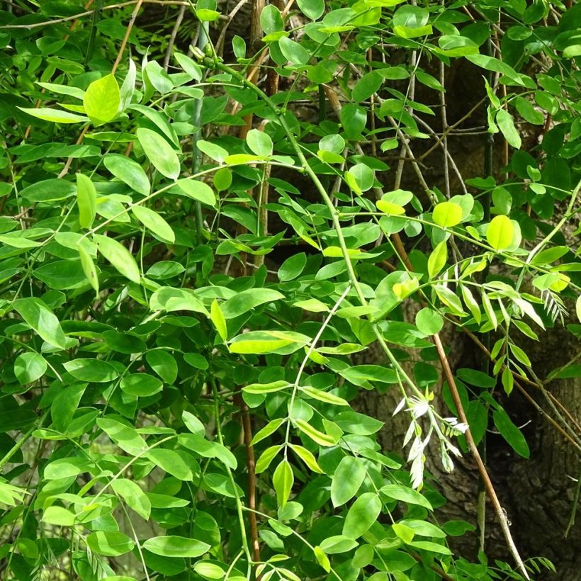 Sophora japonica - Honingboom (Foliage)