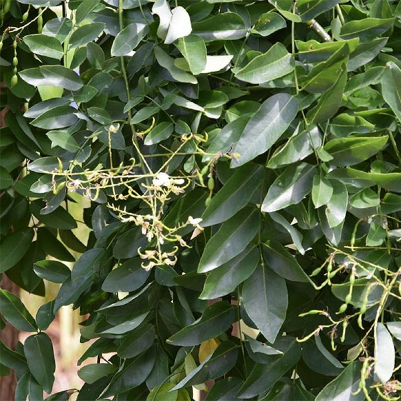 Sophora japonica Pendula - Honingboom (Foliage)
