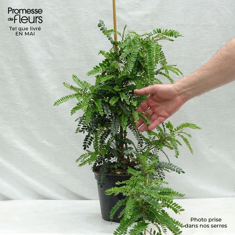 Exemplaar van Sophora microphylla Sun King - Honingboom Pot van 2 l/3 l zoals geleverd in de lente