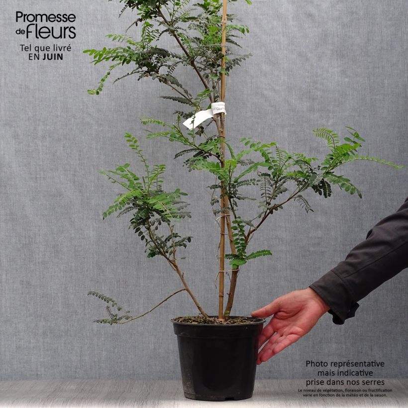 Exemplaar van Sophora microphylla Sun King - Honingboom Pot van 2 l/3 l zoals geleverd in de zomer