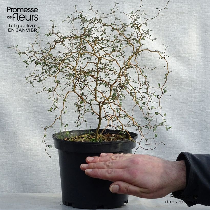 Example of Sophora prostrata Little Baby - Dwerghoningboom Pot van 3 l/4 l as you get in hiver