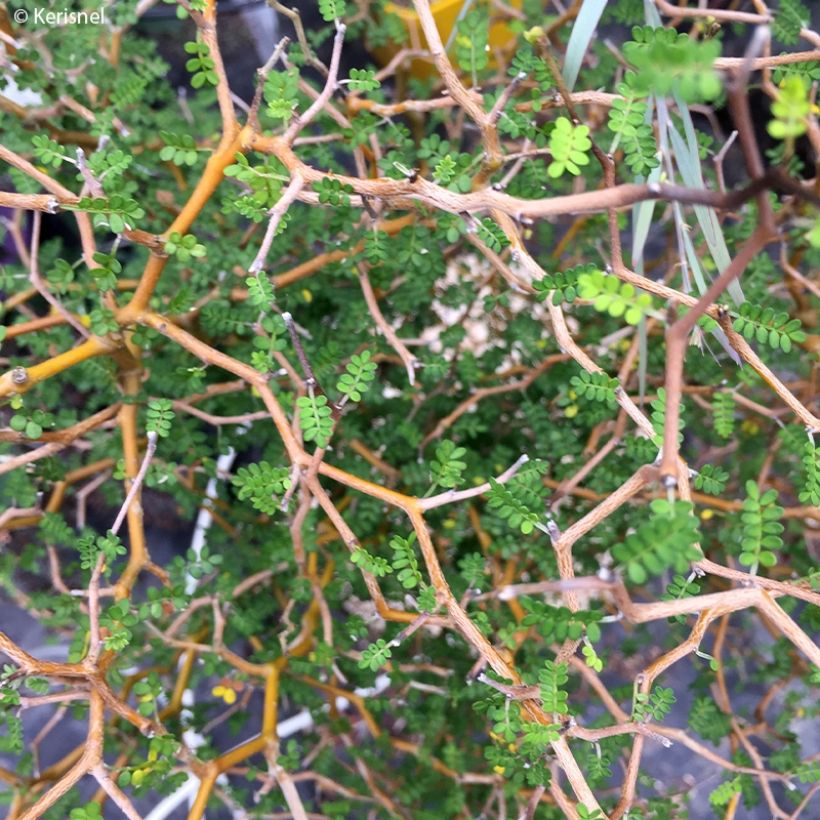 Sophora prostrata Little Baby - Dwerghoningboom (Foliage)