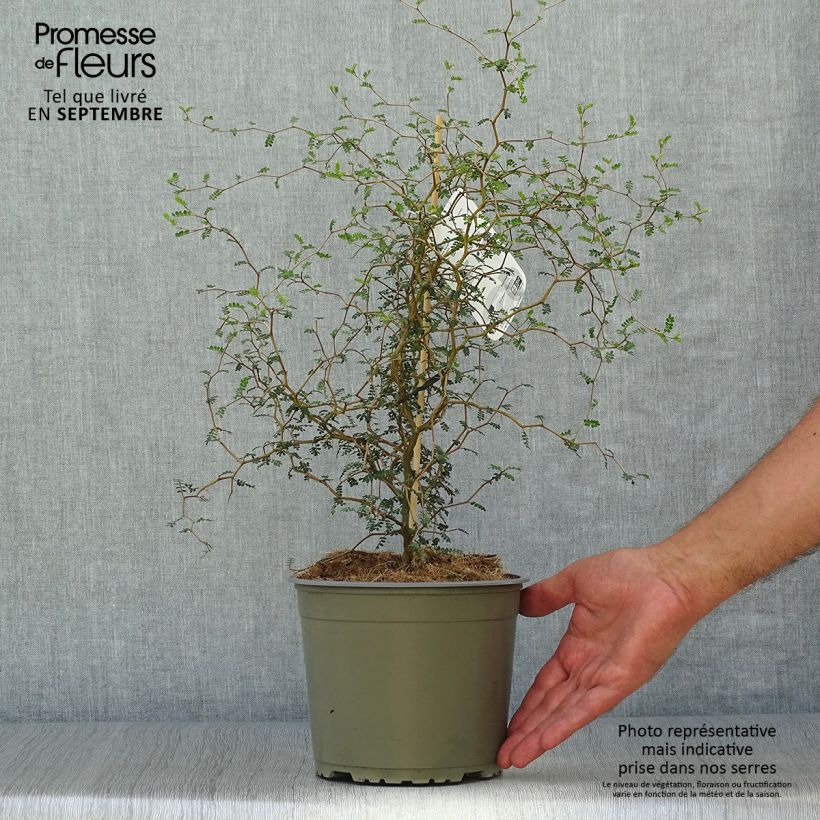 Example of Sophora prostrata Little Baby - Dwerghoningboom Pot van 1,5 l/2 l as you get in automne