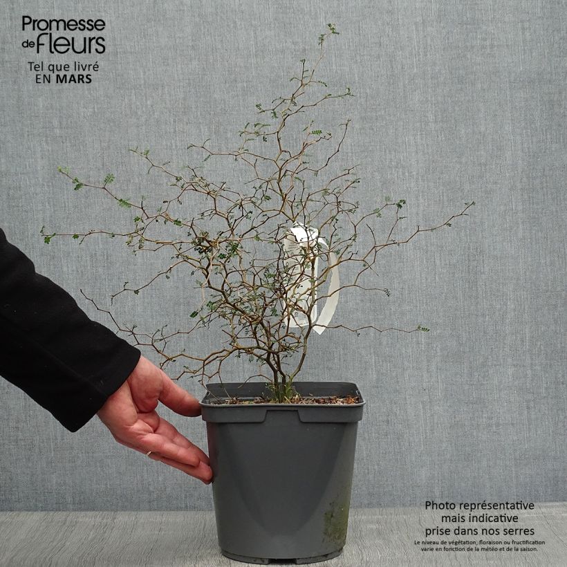Exemplaar van Sophora prostrata Little Baby - Dwerghoningboom Pot van 3 l/4 l zoals geleverd in de lente