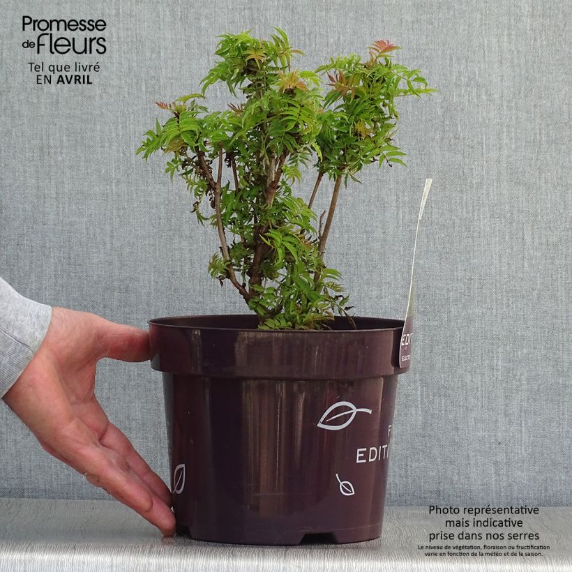 Exemplaar van Sorbaria sorbifolia Matcha Ball - Lijsterbesspirea Pot van 2 l/3 l zoals geleverd in de lente