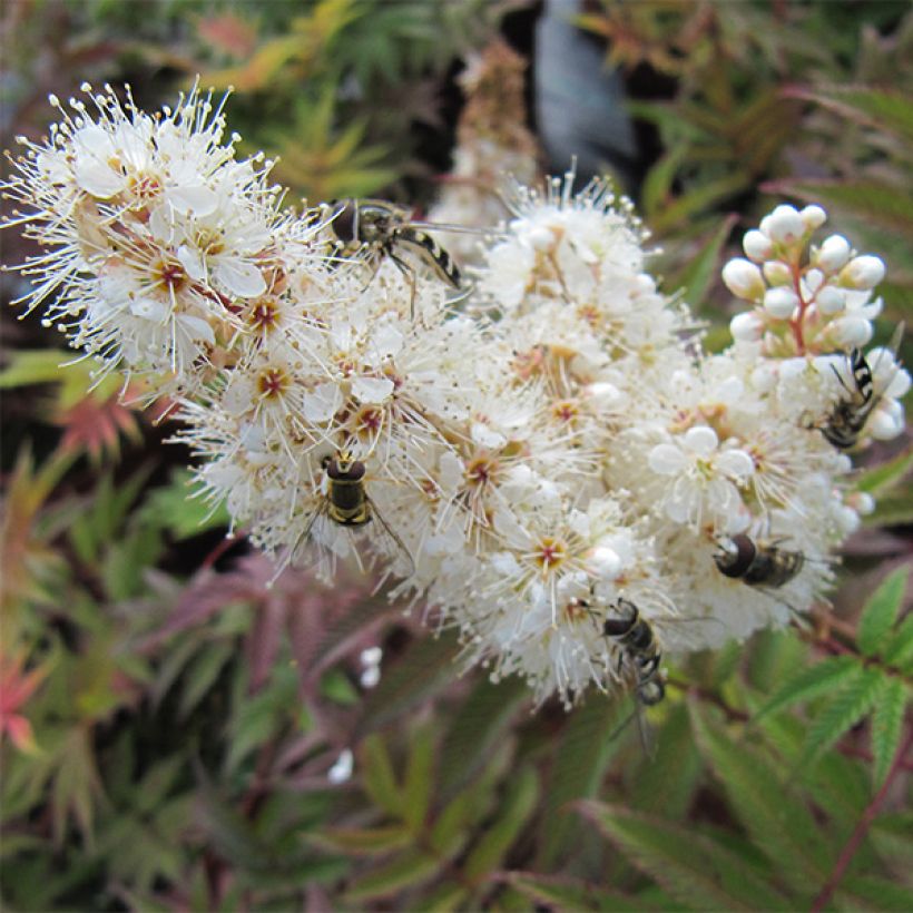 Sorbaria sorbifolia Sem - Lijsterbesspirea (Flowering)