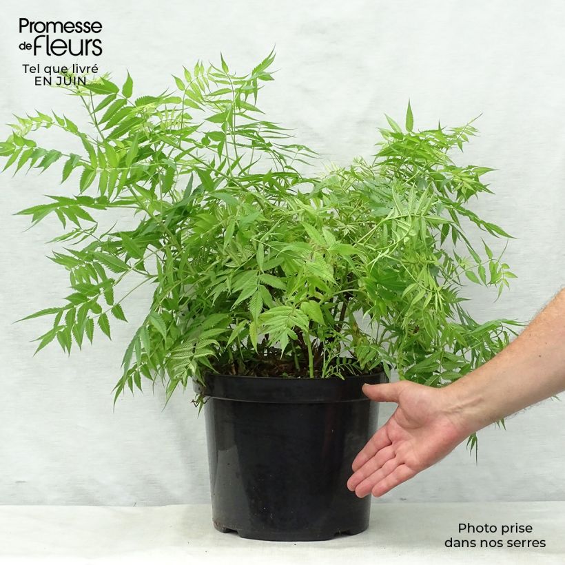 Exemplaar van Sorbaria sorbifolia Sem - Lijsterbesspirea Pot van 7,5 l/10 l zoals geleverd in de zomer