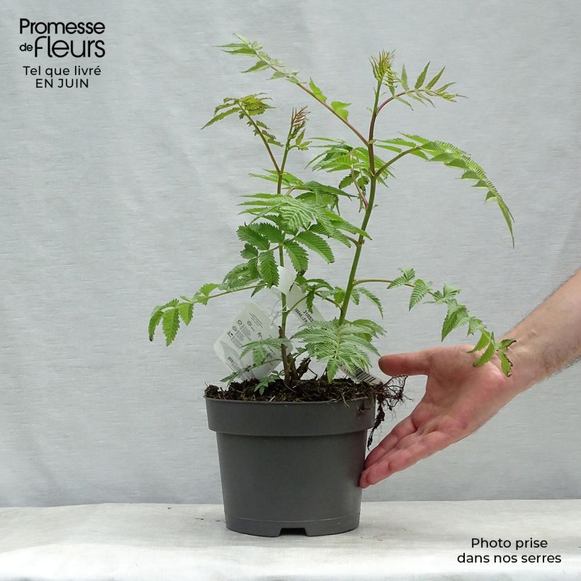 Exemplaar van Sorbaria sorbifolia Sem - Lijsterbesspirea Pot van 2 l/3 l zoals geleverd in de zomer