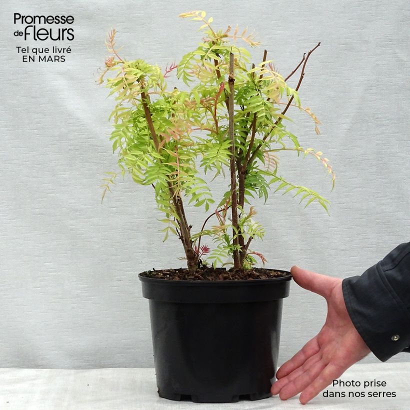 Exemplaar van Sorbaria sorbifolia Sem - Lijsterbesspirea Pot van 2 l/3 l zoals geleverd in de lente