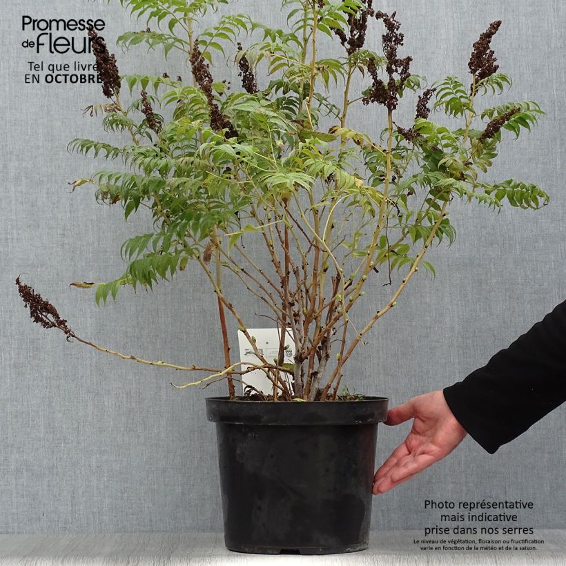 Exemplaar van Sorbaria sorbifolia Sem - Lijsterbesspirea Pot van 7,5 l/10 l zoals geleverd in de herfst
