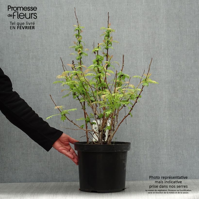 Example of Sorbaria sorbifolia Sem - Lijsterbesspirea Pot van 7,5 l/10 l as you get in hiver