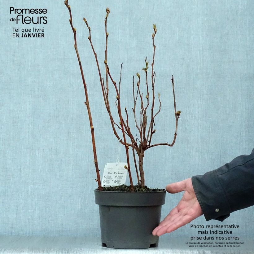 Example of Sorbaria sorbifolia - Fausse spirée à feuilles de sorbier Pot van 2 l/3 l as you get in hiver