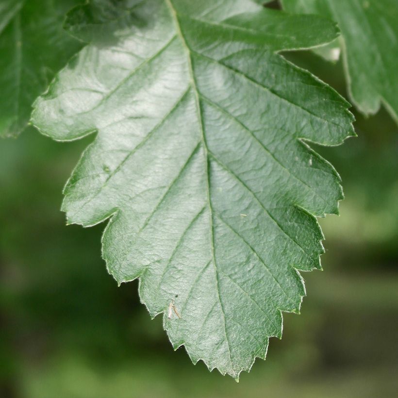 Sorbus intermedia Brouwers - Zweedse lijsterbes (Foliage)