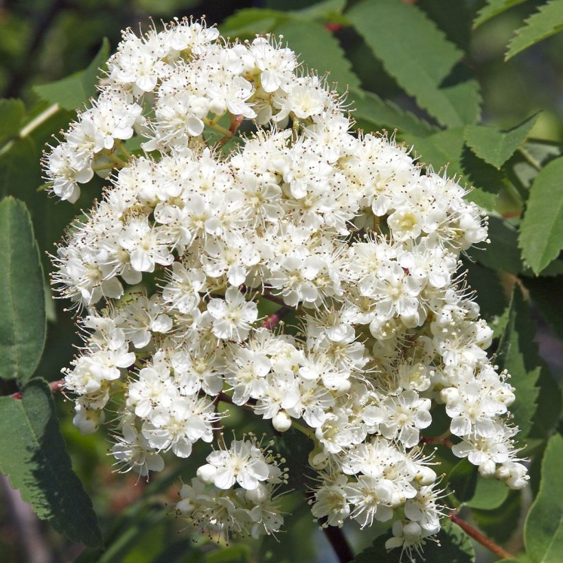 Sorbus aucuparia Sheerwater Seedling - Wilde lijsterbes (Flowering)