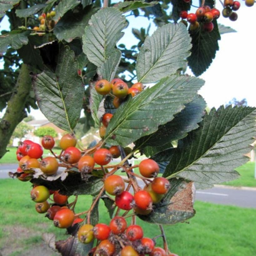 Sorbus aria Lutescens - Meelbes (Harvest)