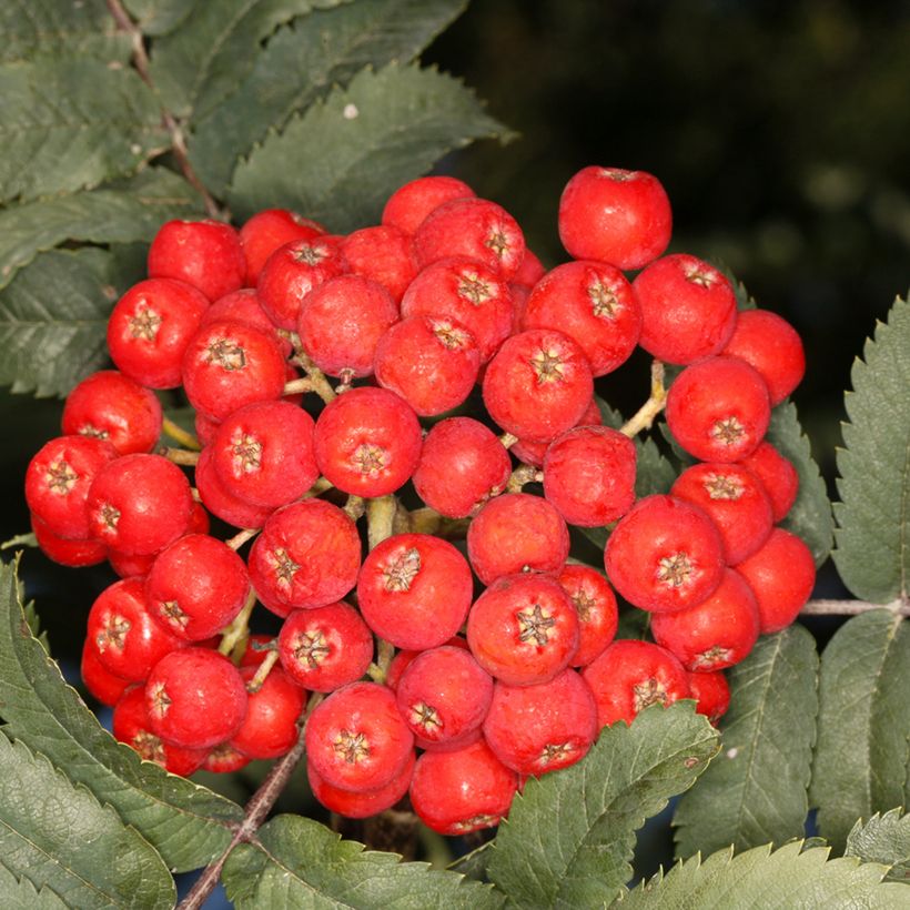Sorbus aucuparia Fastigiata - Wilde lijsterbes (Oogst)