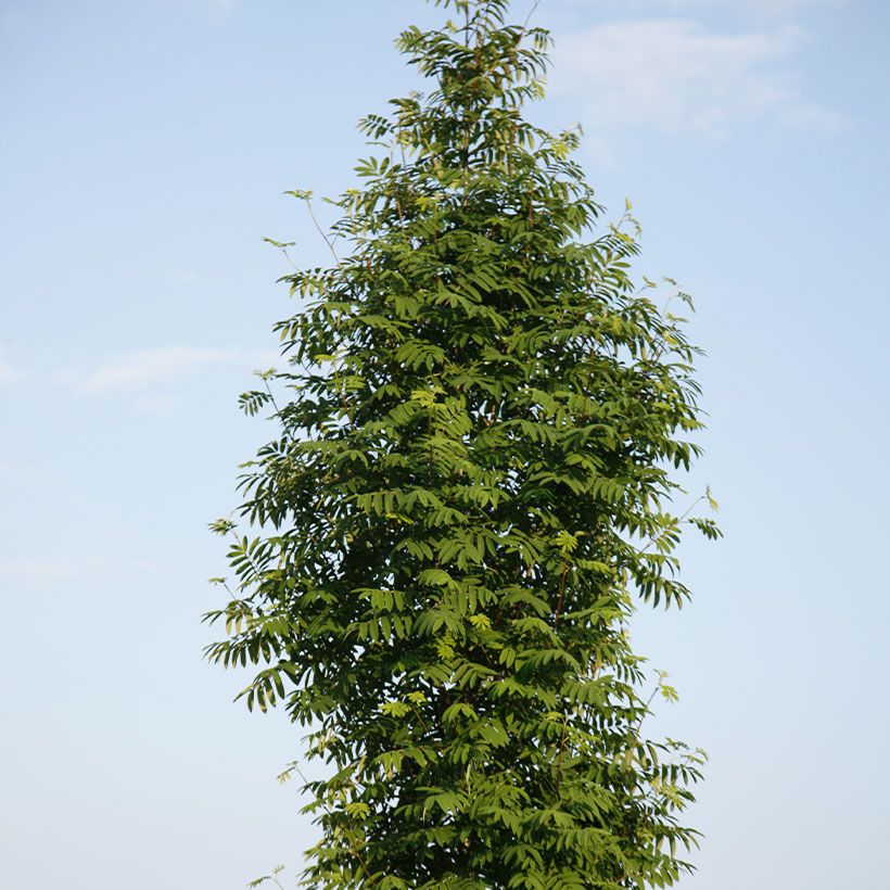 Sorbus aucuparia Fingerprint - Wilde lijsterbes (Groeiplaats)