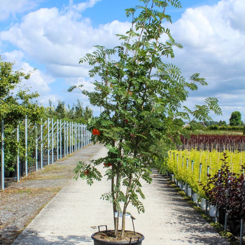 Example of Sorbus aucuparia - Wilde lijsterbes Pot van 70 l/75 l as you get in printemps