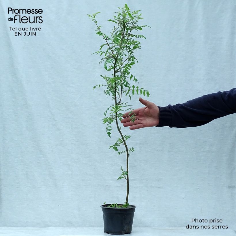 Exemplaar van Sorbus aucuparia - Wilde lijsterbes Pot van 2 l/3 l zoals geleverd in de zomer