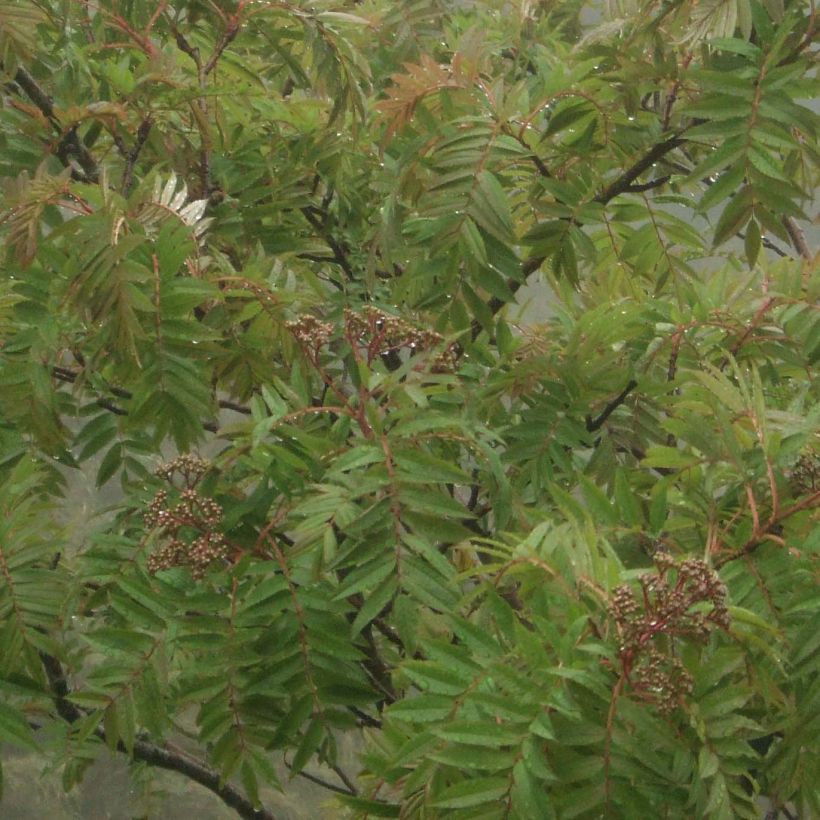 Sorbus randaiensis - Taiwanese berglijsterbes (Foliage)