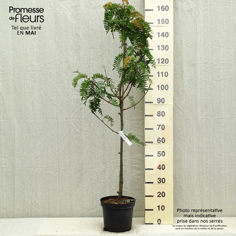 Exemplaar van Sorbus scalaris - Chinese lijsterbes Pot van 7,5 l/10 l zoals geleverd in de lente