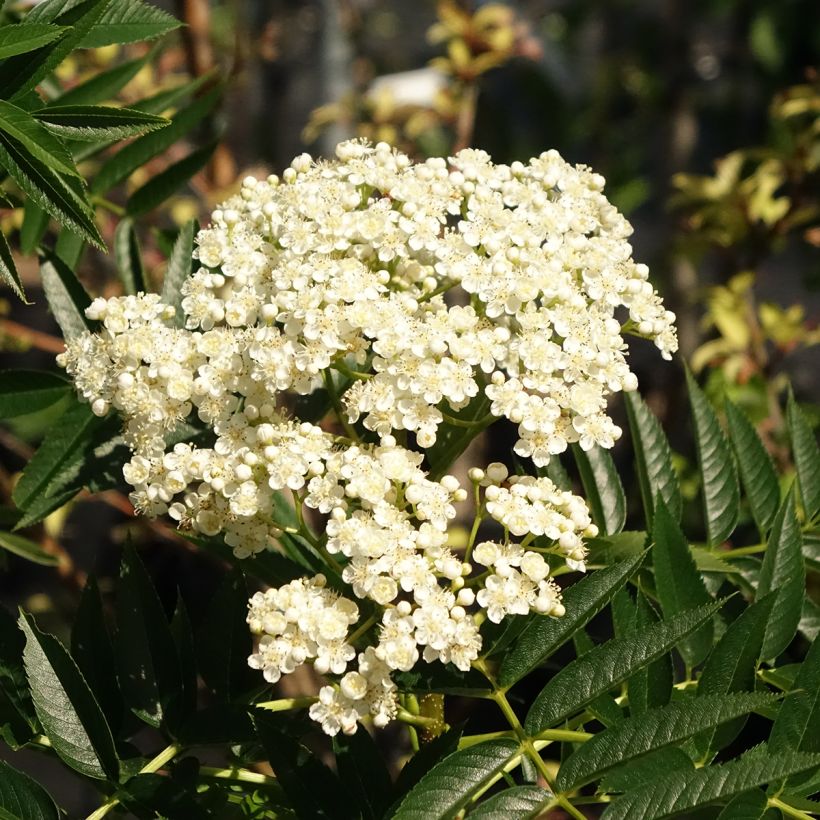 Sorbus wilfordii - Lijsterbes (Bloei)