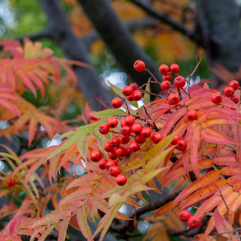 Sorbus wilfordii - Lijsterbes (Blad)
