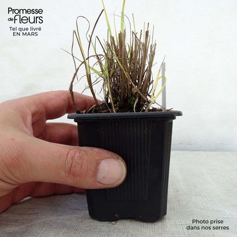 Exemplaar van Sorghastrum nutans - Goudbaardgras Kweekpotje van 8/9 cm zoals geleverd in de lente