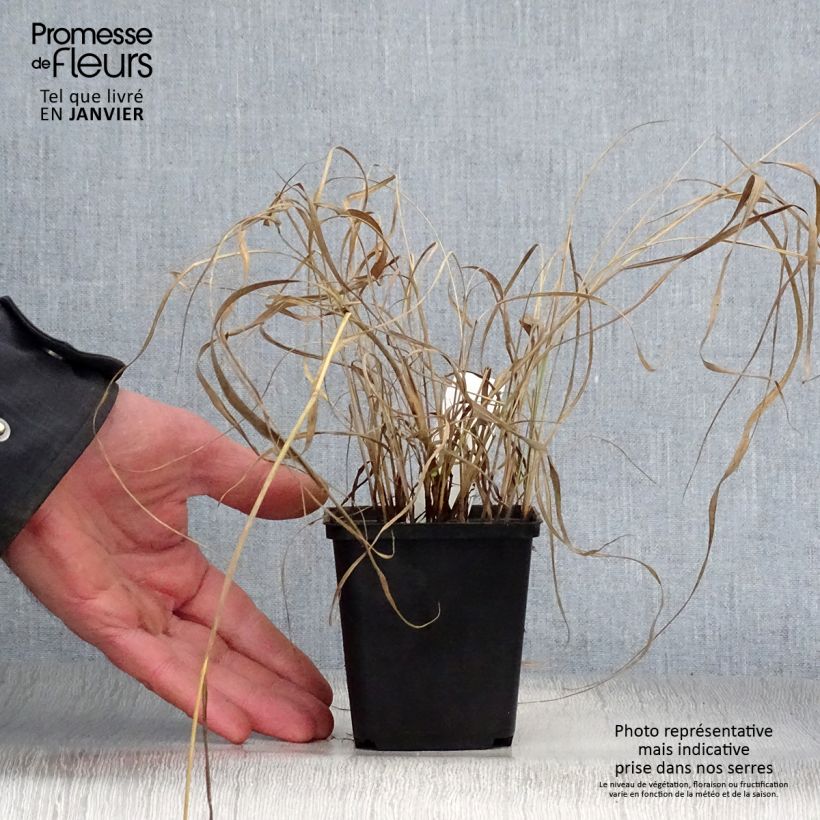 Example of Sorghastrum nutans - Herbe des indiens Kweekpotje van 8/9 cm as you get in hiver