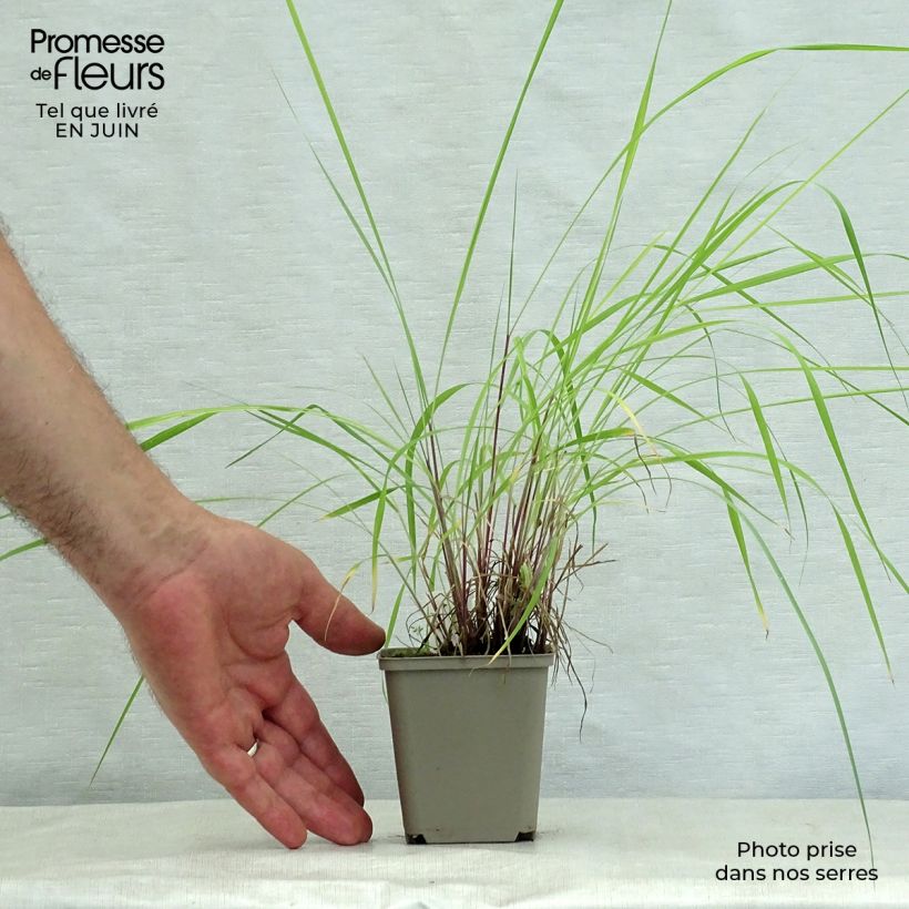 Exemplaar van Sorghastrum nutans Sioux Blue - Goudbaardgras Kweekpotje van 8/9 cm zoals geleverd in de zomer