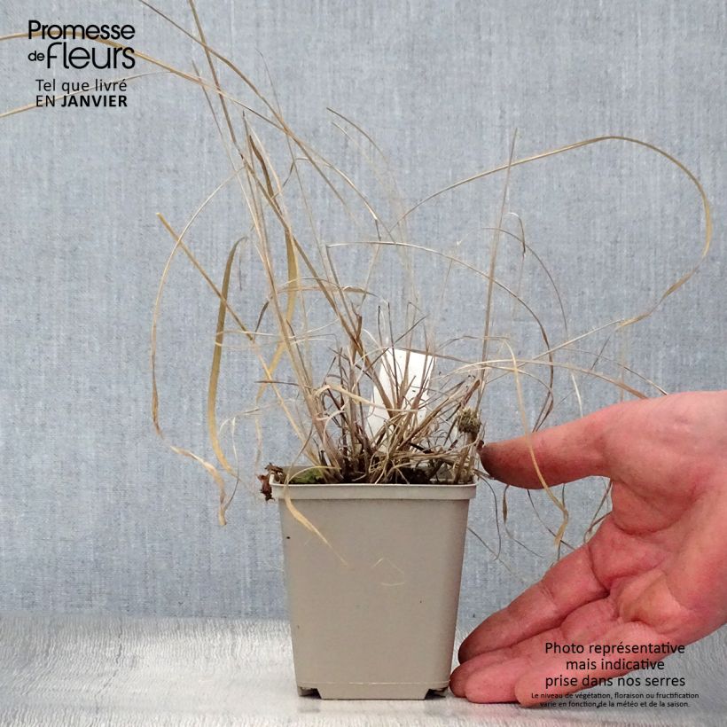 Example of Sorghastrum nutans Sioux Blue - Herbe des Indiens Kweekpotje van 8/9 cm as you get in hiver