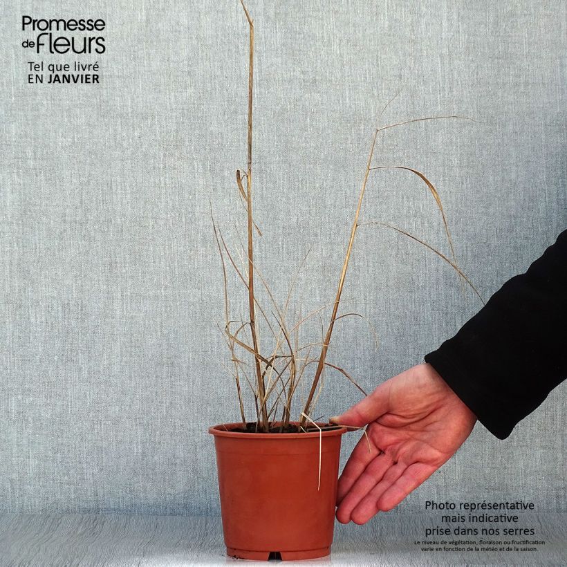 Example of Sorghastrum nutans Sioux Blue - Herbe des Indiens Pot van 1 l/1,5 l as you get in hiver