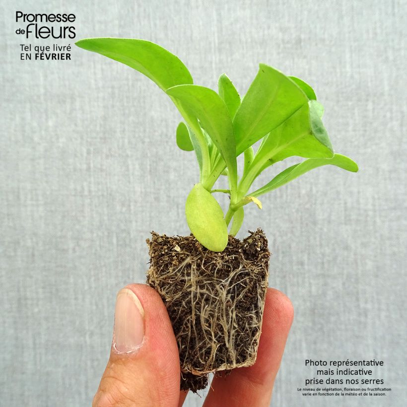 Exemplaar van Calendula officinalis Gitana Yellow - Goudsbloem Kluitplant: kluit 3,8 cm x 3,2 cm in een tray voor 16 planten zoals geleverd in de herfst