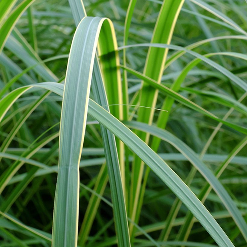 Spartina pectinata Aureomarginata - Slijkgras (Blad)