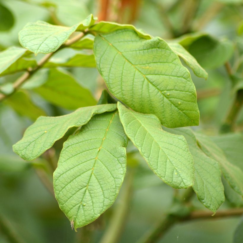 Spathodea campanulata - Afrikaanse tulpenboom (Blad)