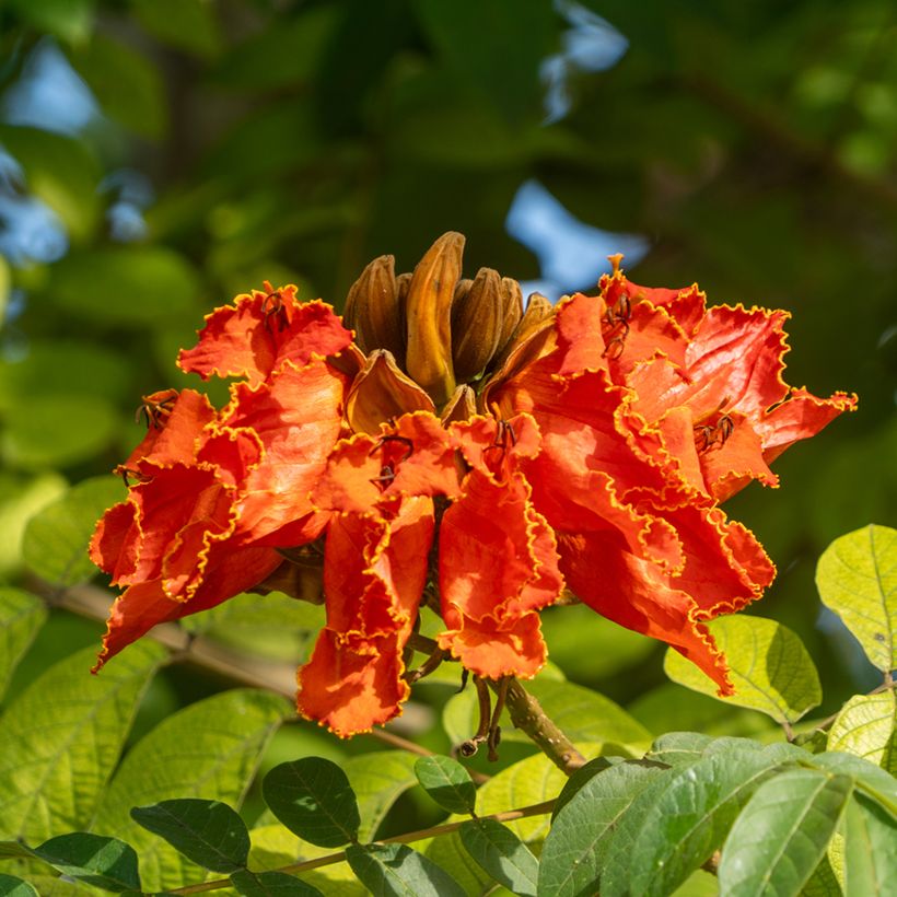 Spathodea campanulata - Afrikaanse tulpenboom (Bloei)
