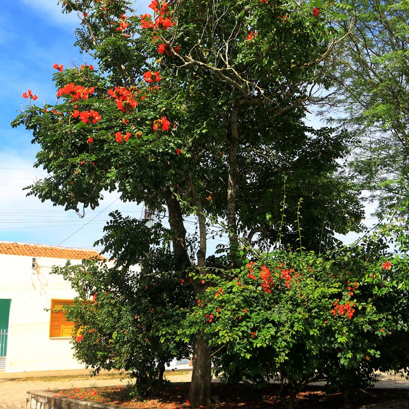 Spathodea campanulata - Afrikaanse tulpenboom (Groeiplaats)