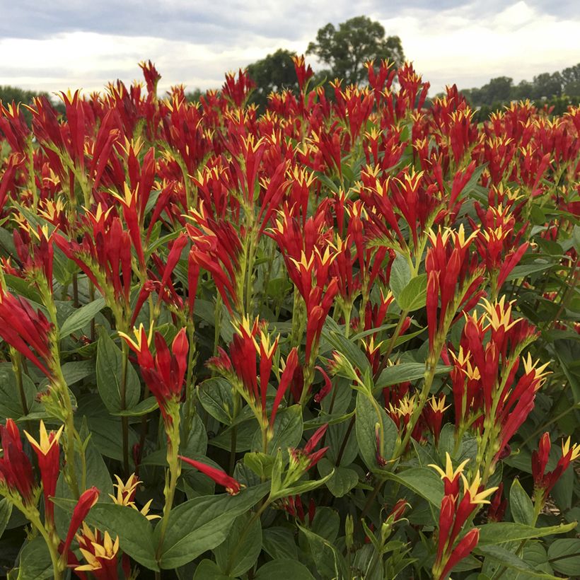 Spigelia marilandica Little Red Head - Vuurgentiaan (Bloei)