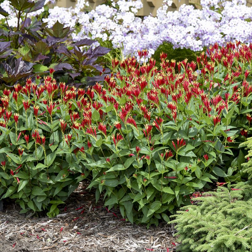Spigelia marilandica Little Red Head - Vuurgentiaan (Groeiplaats)