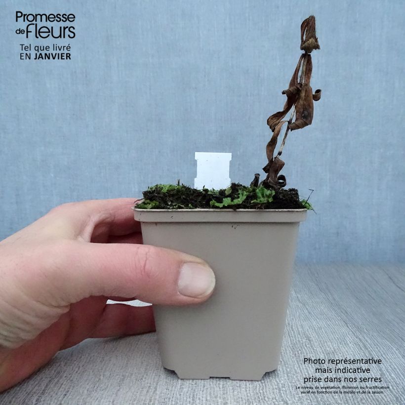 Example of Spigelia marilandica - Spigélie du Maryland Kweekpotje van 8/9 cm as you get in hiver