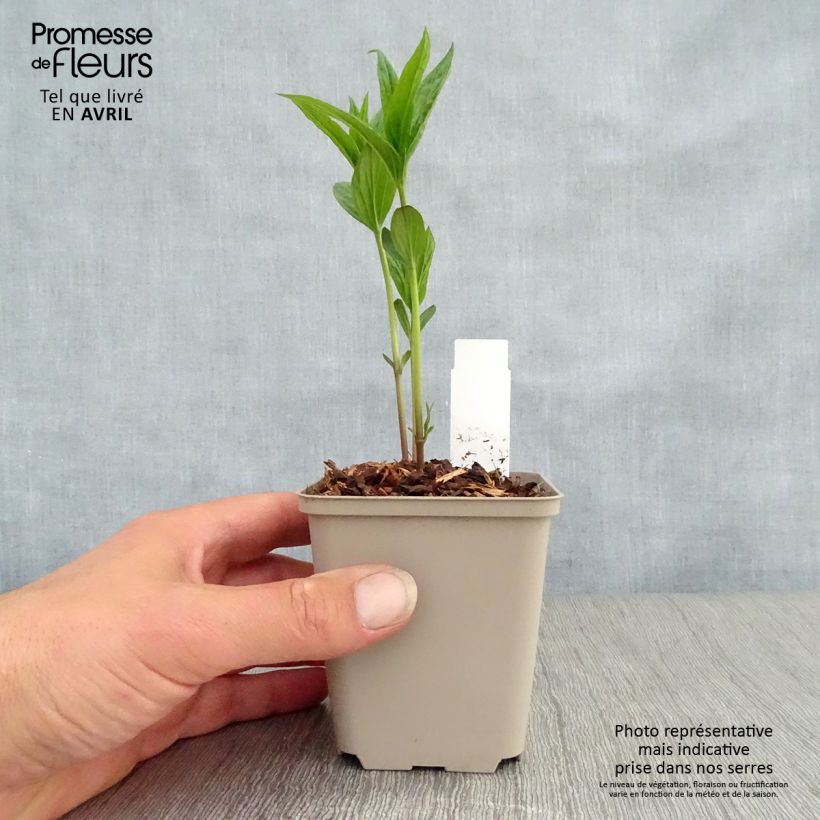 Exemplaar van Spigelia marilandica - Vuurgentiaan Kweekpotje van 8/9 cm zoals geleverd in de lente